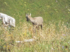 Capra ibex