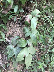 Diplazium donianum