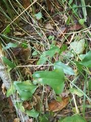 Smilax excelsa