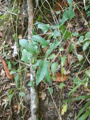 Smilax excelsa