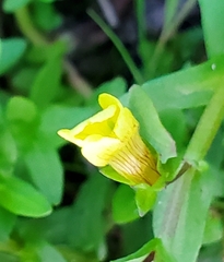 Gratiola aurea