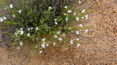 Scaevola