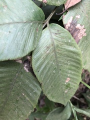 Diplazium donianum