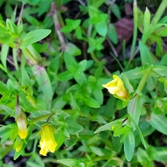 Gratiola aurea