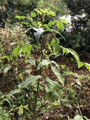 Bidens vulgata