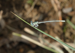 Platycnemis dealbata