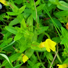Gratiola aurea