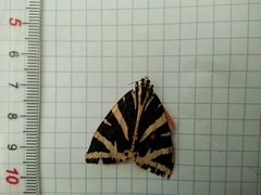 Euplagia quadripunctaria