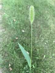 Setaria viridis