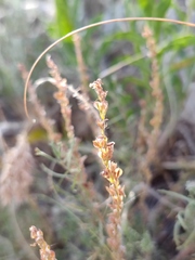 Veronica capsellicarpa