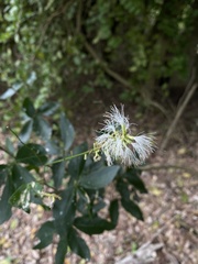 Pithecellobium lanceolatum