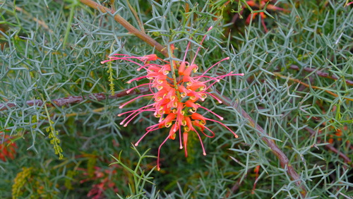 Image of Grevillea dielsiana by (c) Peter Crowcroft, some rights reserved (CC BY)