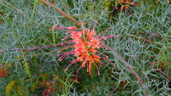 Grevillea dielsiana