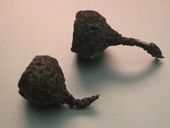 Eucalyptus leucoxylon megalocarpa