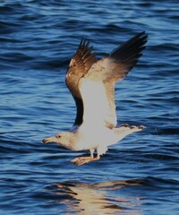 Larus dominicanus vetula