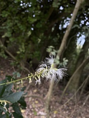 Pithecellobium lanceolatum