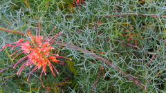 Grevillea dielsiana