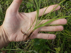 Carex caryophyllea