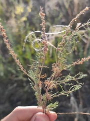 Veronica capsellicarpa