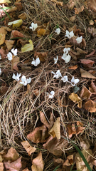 Cyclamen hederifolium