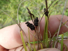Carex caryophyllea