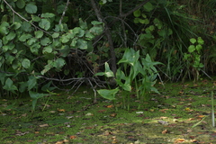 Sagittaria sagittifolia
