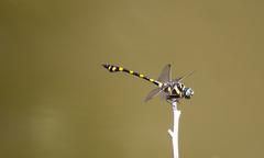 Ictinogomphus decoratus