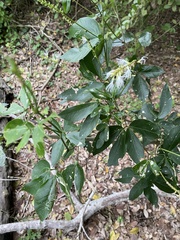 Pithecellobium lanceolatum