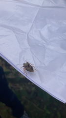 Pentatoma rufipes