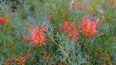 Grevillea dielsiana
