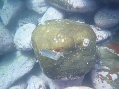 Monodactylus argenteus