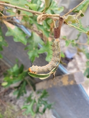 Saturniidae