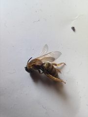 Halictus subauratus