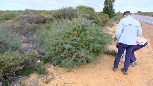 Image of Grevillea dielsiana by (c) Peter Crowcroft, some rights reserved (CC BY)