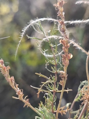 Veronica capsellicarpa