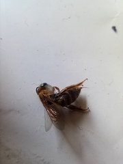 Halictus subauratus