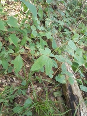 Euphorbia squamosa
