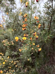 Bossiaea obcordata