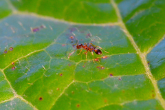 Temnothorax recedens