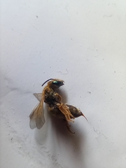 Halictus subauratus