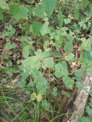 Euphorbia squamosa