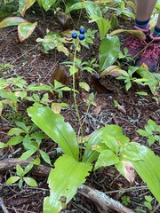 Clintonia borealis