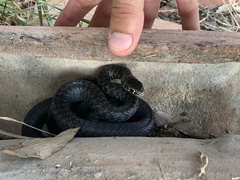 Hierophis viridiflavus