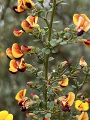 Bossiaea obcordata