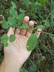 Euphorbia squamosa