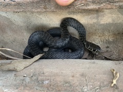 Hierophis viridiflavus