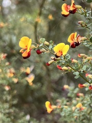 Bossiaea obcordata