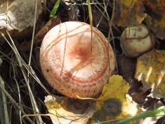 Lactarius torminosus