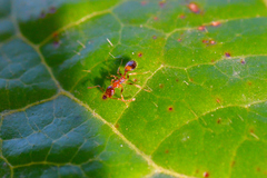 Temnothorax recedens