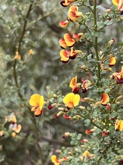 Bossiaea obcordata